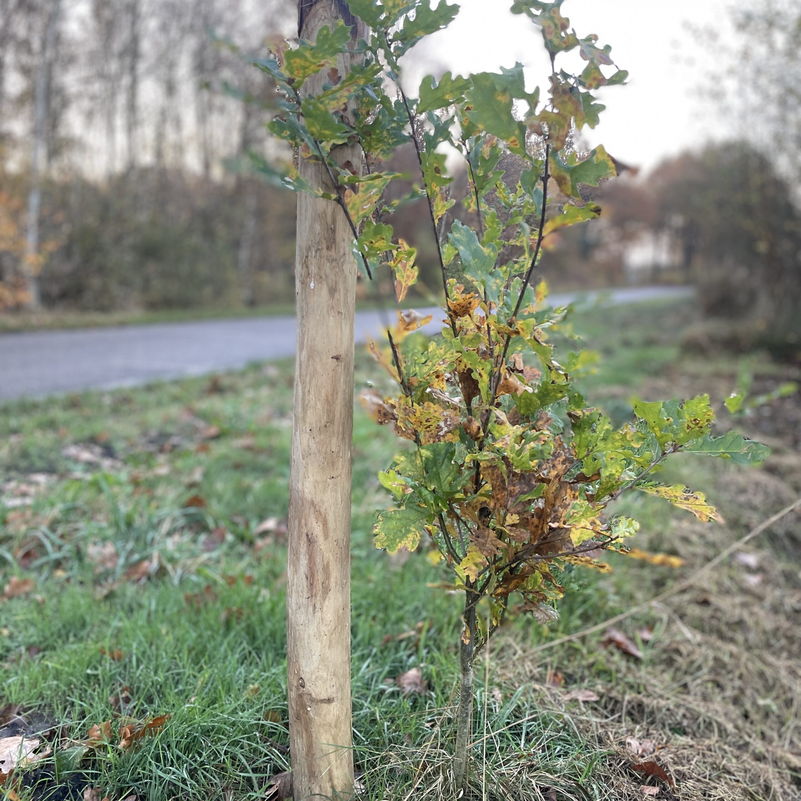 Ontdek hoe spontane jonge bomen een blijvende impact kunnen hebben op onze omgeving en bijdragen aan een duurzaam ecosysteem