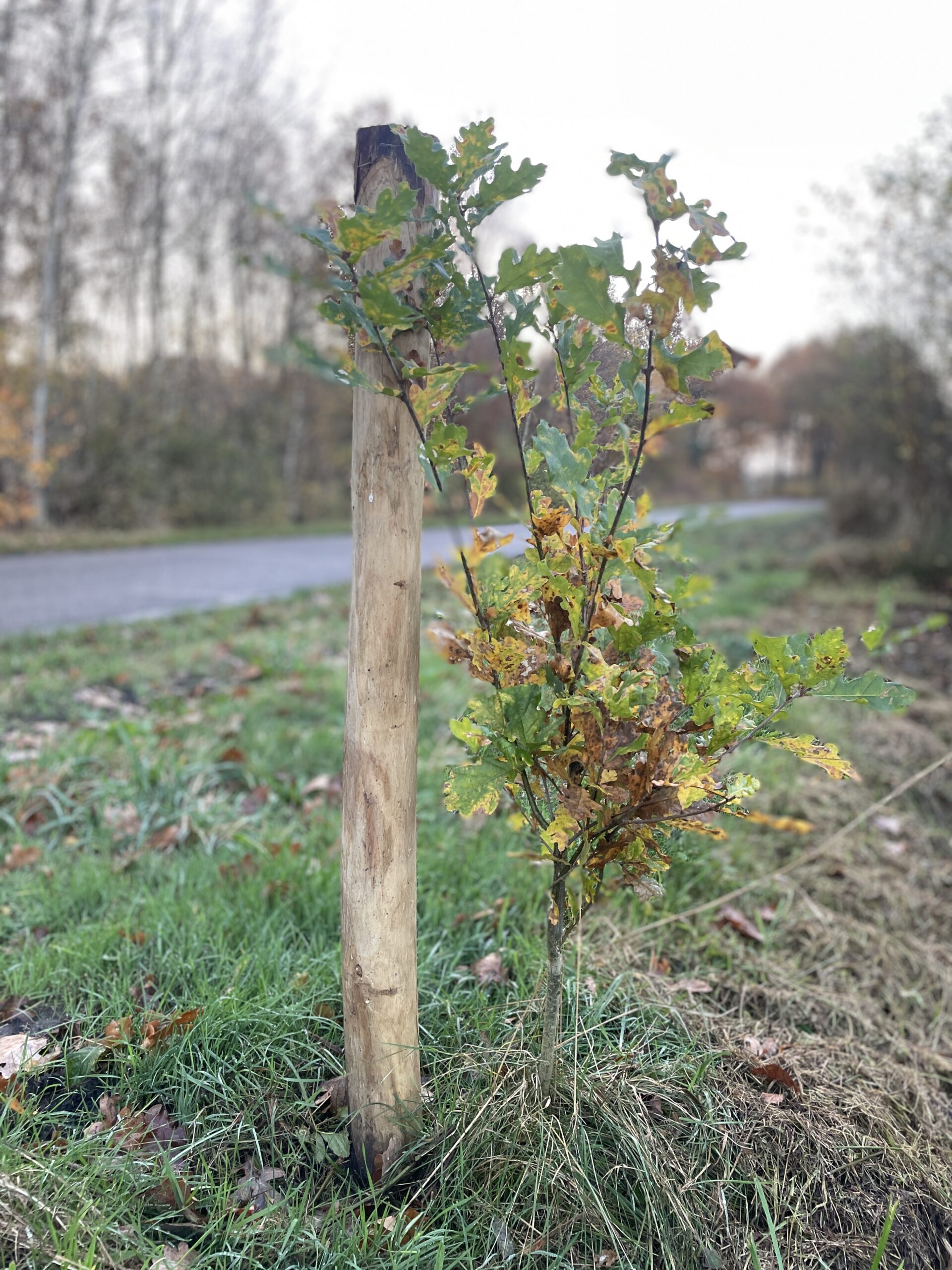 toekomstboom Appelscha
